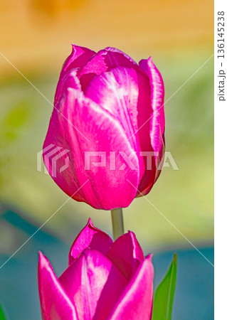 家の周りの草花 四季の色々 植物園の花壇に美しい早咲きのチューリップの花が咲きました 家の周りの草花 四季の色々 植物園の花壇に美しい早咲きのチューリップの花が咲きました 136145238