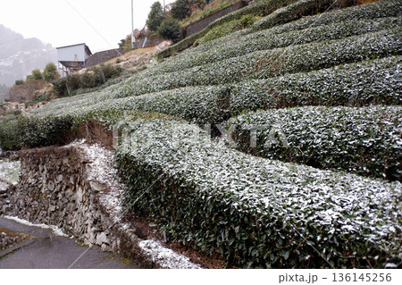 徳島県　大歩危の茶畑 136145256