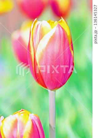 家の周りの草花 四季の色々 植物園の花壇に美しい早咲きのチューリップの花が咲きました 家の周りの草花 四季の色々 植物園の花壇に美しい早咲きのチューリップの花が咲きました 136145327