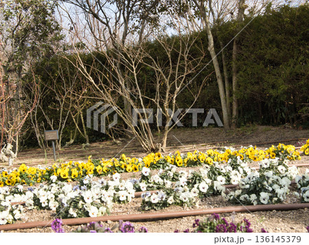 冬の風景、岡山深山公園 136145379