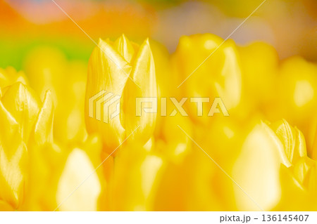 家の周りの草花　四季の色々　植物園の花壇に美しい早咲きのチューリップの花が咲きました 136145407