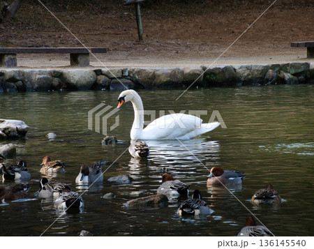 渡り鳥、白鳥、カモ 136145540