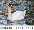 渡り鳥、白鳥、カモ 136145541