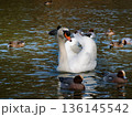 渡り鳥、白鳥、カモ 136145542