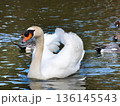 渡り鳥、白鳥、カモ 136145543