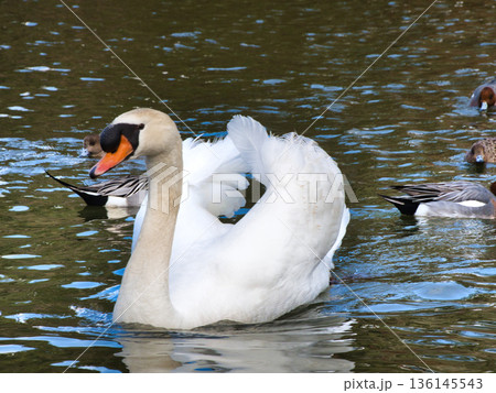 渡り鳥、白鳥、カモ 136145543