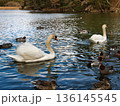 渡り鳥、白鳥、カモ 136145545