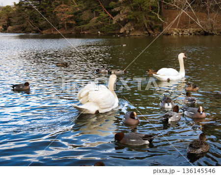 渡り鳥、白鳥、カモ 136145546