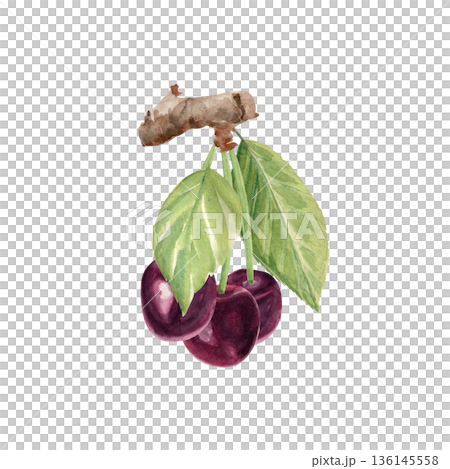 Cherry branch with dark red cherries, fresh green leaves, painted in watercolor. Natural botanical illustration for organic food branding, farmers market design, labels, prints, seasonal layouts 136145558