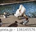 渡り鳥、白鳥、カモ 136145576