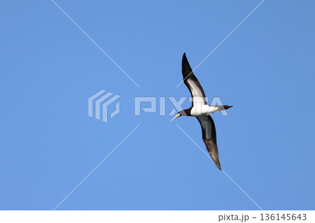 青空を飛ぶカツオドリの雌 136145643