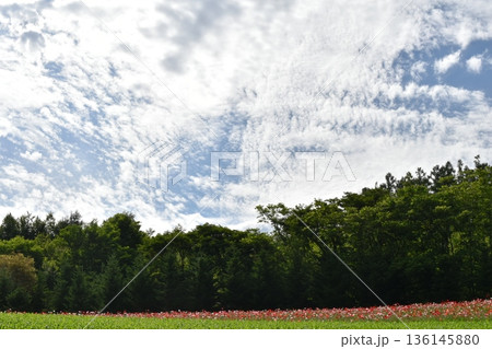 雲の多い7月の空 雲の多い7月の空 136145880