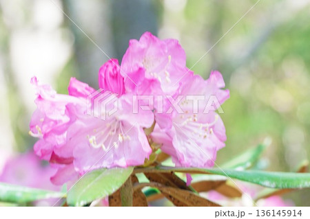 家の周りの草花 四季の色々 森林公園のシャクナゲ園の木々を美しいピンクの花が彩りました 家の周りの草花 四季の色々 森林公園のシャクナゲ園の木々を美しいピンクの花が彩りました 136145914