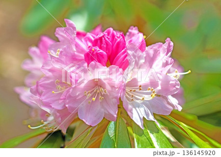 家の周りの草花 四季の色々 森林公園のシャクナゲ園の木々を美しいピンクの花が彩りました 家の周りの草花 四季の色々 森林公園のシャクナゲ園の木々を美しいピンクの花が彩りました 136145920