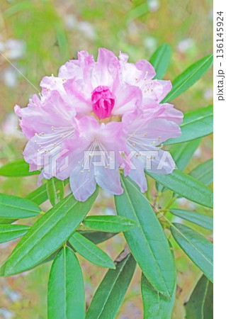 家の周りの草花　四季の色々　森林公園のシャクナゲ園の木々を美しいピンクの花が彩りました 136145924
