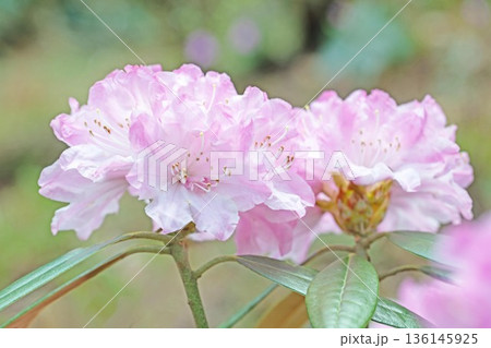 家の周りの草花　四季の色々　森林公園のシャクナゲ園の木々を美しいピンクの花が彩りました 136145925