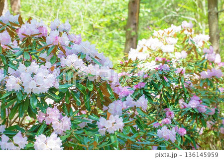 家の周りの草花 四季の色々 森林公園のシャクナゲ園の木々を美しいピンクの花が彩りました 家の周りの草花 四季の色々 森林公園のシャクナゲ園の木々を美しいピンクの花が彩りました 136145959