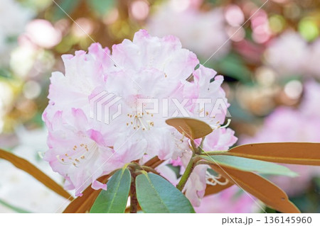 家の周りの草花　四季の色々　森林公園のシャクナゲ園の木々を美しいピンクの花が彩りました 136145960