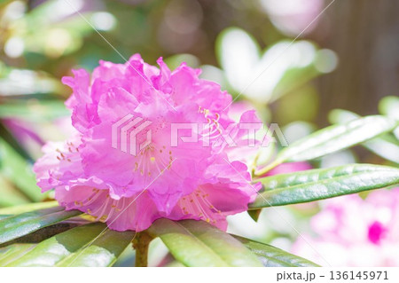 家の周りの草花　四季の色々　森林公園のシャクナゲ園の木々を美しいピンクの花が彩りました 136145971