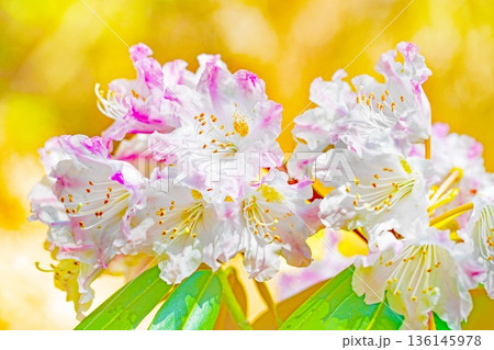 家の周りの草花 四季の色々 森林公園のシャクナゲ園の木々を美しいピンクの花が彩りました 家の周りの草花 四季の色々 森林公園のシャクナゲ園の木々を美しいピンクの花が彩りました 136145978