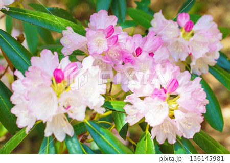 家の周りの草花　四季の色々　森林公園のシャクナゲ園の木々を美しいピンクの花が彩りました 136145981