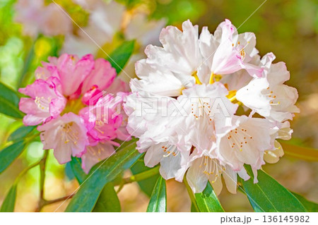 家の周りの草花 四季の色々 森林公園のシャクナゲ園の木々を美しいピンクの花が彩りました 家の周りの草花 四季の色々 森林公園のシャクナゲ園の木々を美しいピンクの花が彩りました 136145982