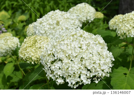 白色のアナベル 136146007