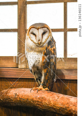 メンフクロウ 136146011