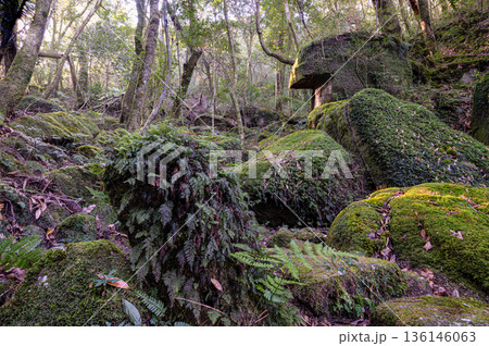 苔が日本一きれいな森　屋久島白谷雲水峡(冬 136146063