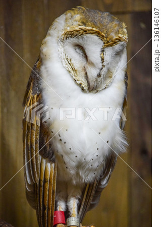 メンフクロウ 136146107