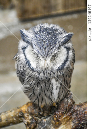 アフリカオオコノハズク 136146167