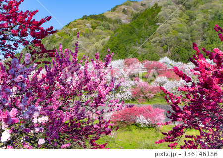 長野県阿智村 花桃の里 長野県阿智村 花桃の里 136146186