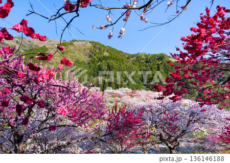 長野県阿智村 花桃の里 長野県阿智村 花桃の里 136146188