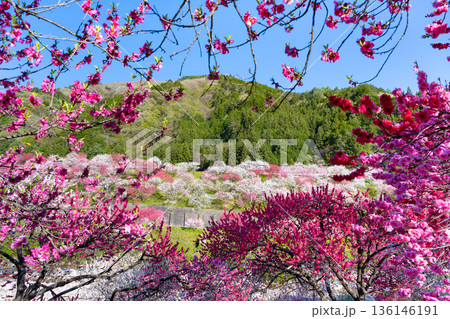 長野県阿智村　花桃の里 136146191