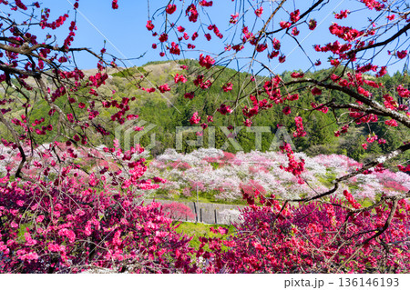 長野県阿智村　花桃の里 136146193