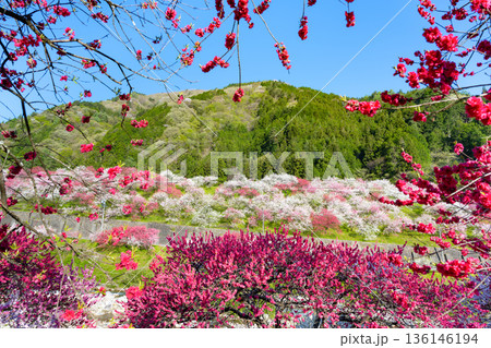 長野県阿智村　花桃の里 136146194