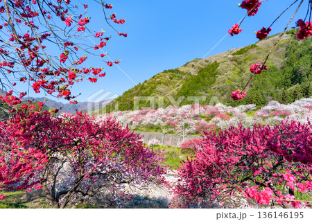 長野県阿智村　花桃の里 136146195