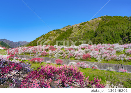 長野県阿智村　花桃の里 136146201
