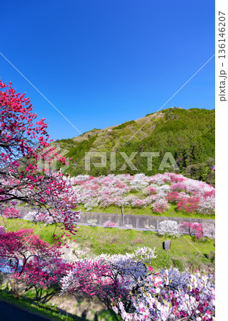 長野県阿智村　花桃の里 136146207