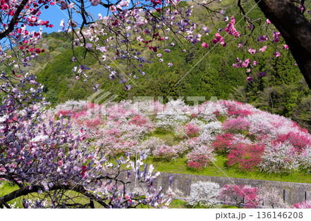 長野県阿智村　花桃の里 136146208