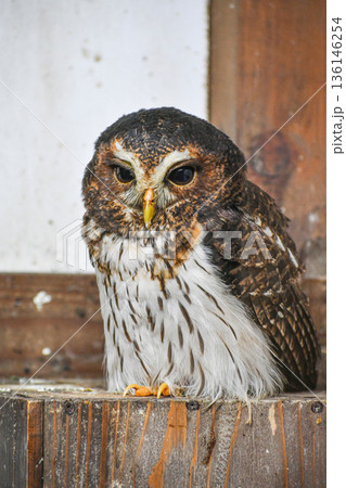 ナンベイヒナフクロウ 136146254