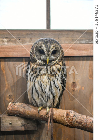 ナンベイヒナフクロウ 136146271