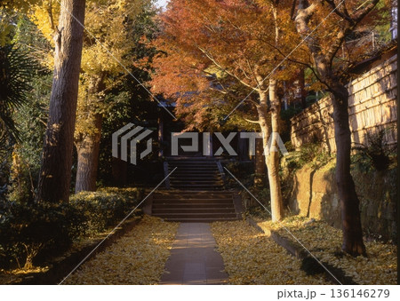 北鎌倉　円覚寺の黄葉 136146279