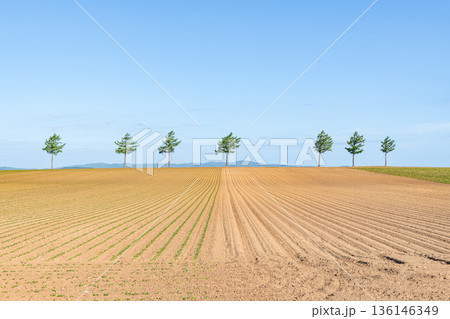 北海道女満別　人気の観光スポット　夏のメルヘンの丘 136146349