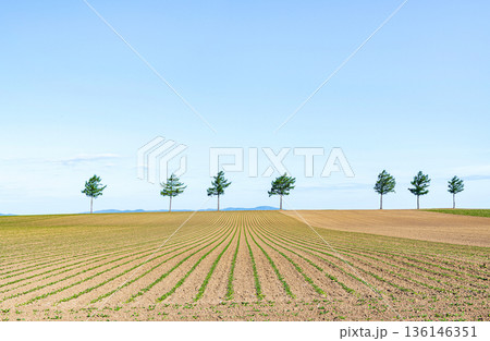 北海道女満別　人気の観光スポット　夏のメルヘンの丘 136146351