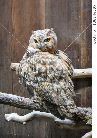 ファラオワシミミズク 136146395