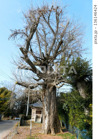 【鉾田市 茨城県指定天然記念物 大光寺「照明院のお葉付イチョウ」】 【鉾田市 茨城県指定天然記念物 大光寺「照明院のお葉付イチョウ」】 136146424