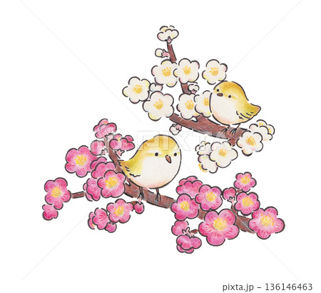 梅の花と鶯のイラスト 136146463