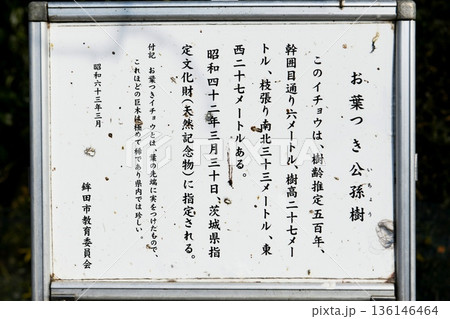 【鉾田市　茨城県指定天然記念物　大光寺「照明院のお葉付イチョウ」の解説板】 136146464