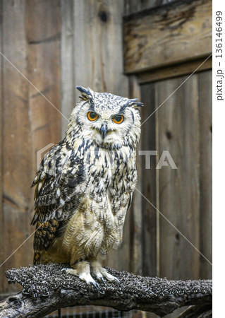 ベンガルワシミミズク 136146499